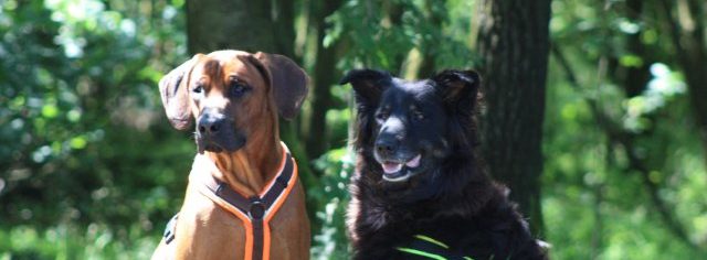 ami-de-chiens